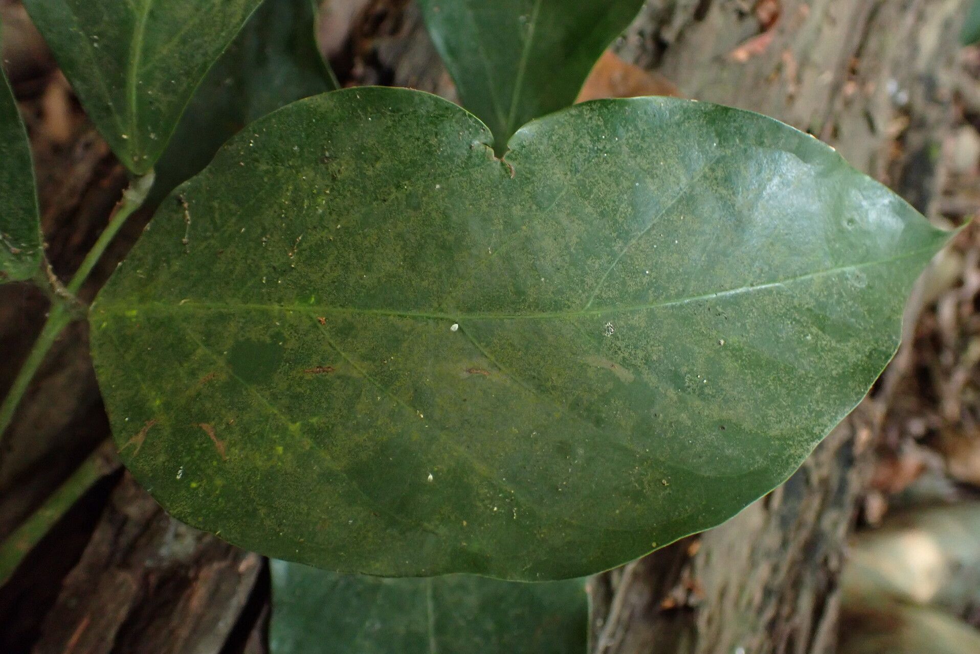 Connarus africanus leaf
