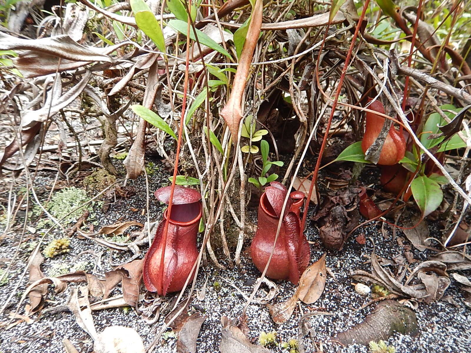 Nepenthes masoalensis — search result for 'Nepenthes'