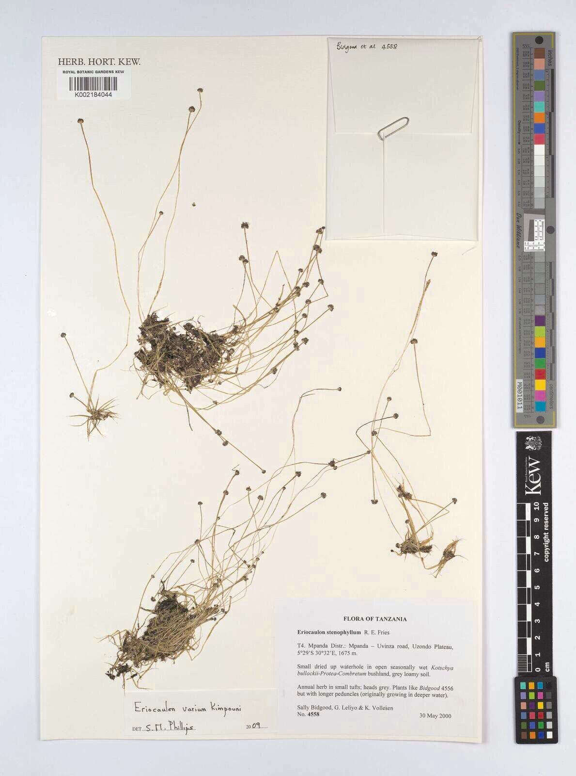 Eriocaulon varium — houseplant care guide