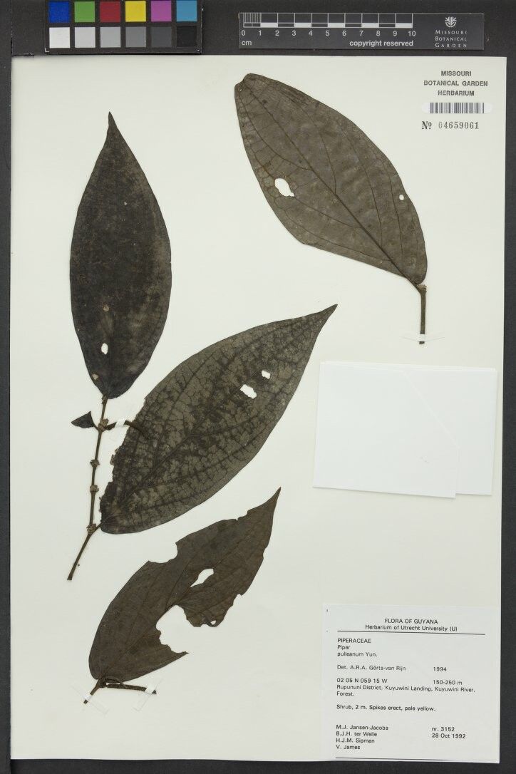 Piper pulleanum — houseplant care guide