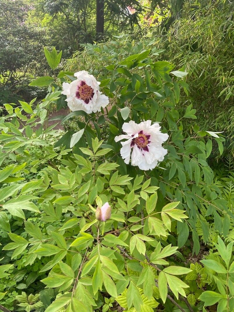 Paeonia ostii habit