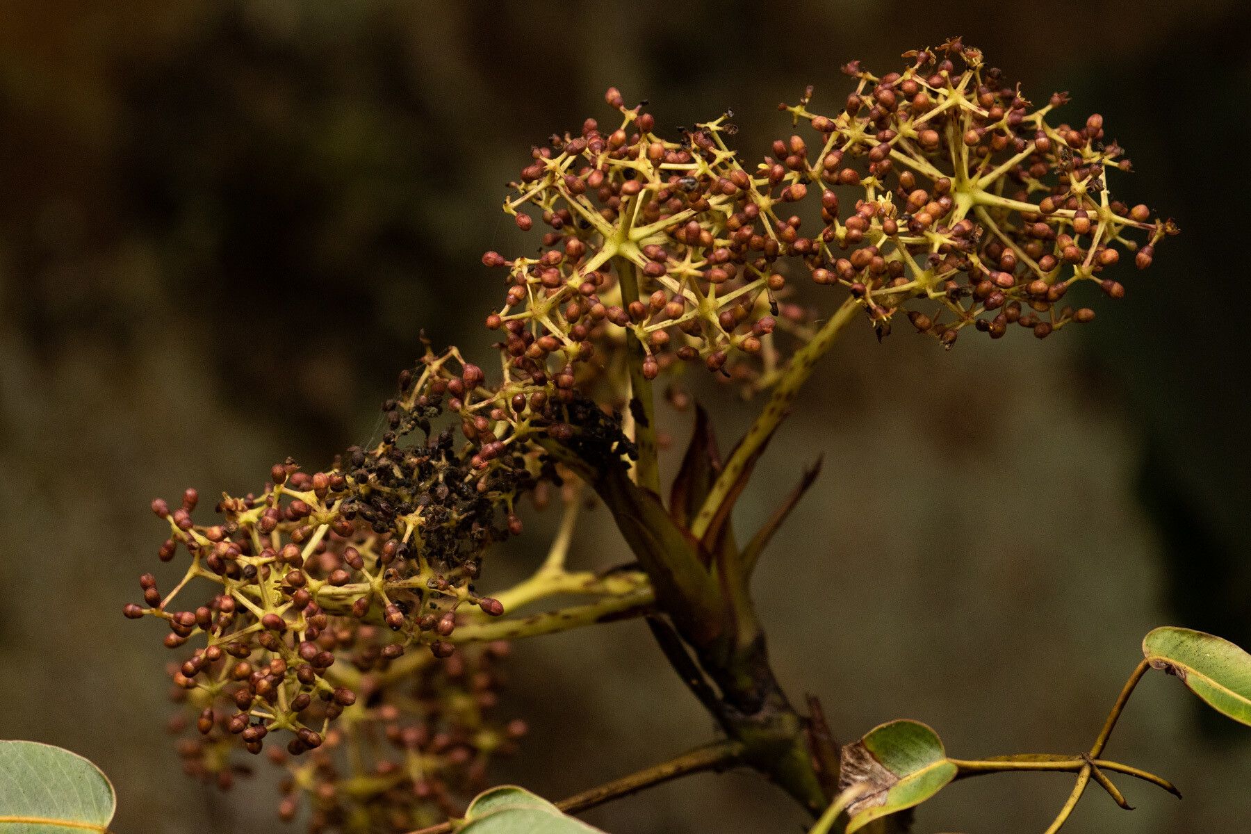 Astropanax myrianthus flower