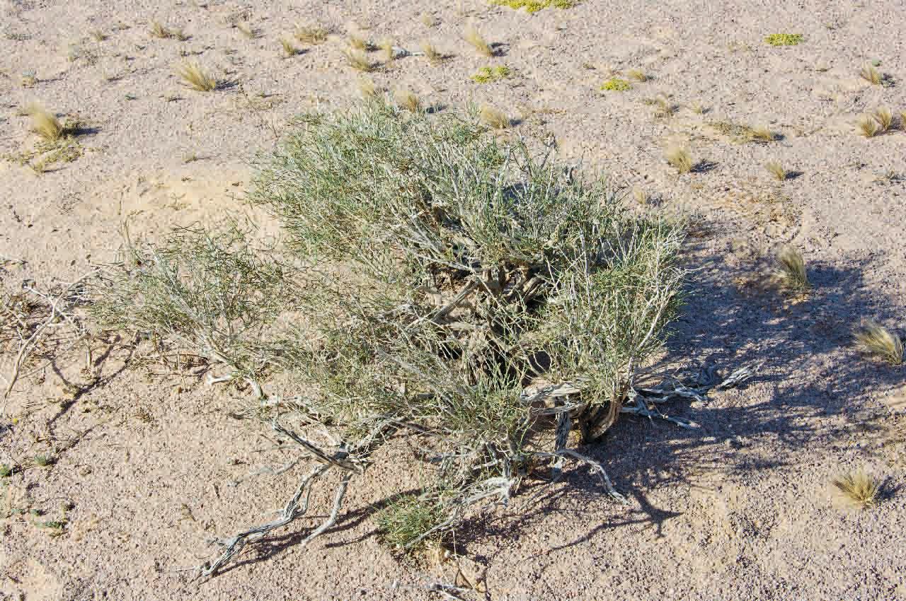 Hammada scoparia habit