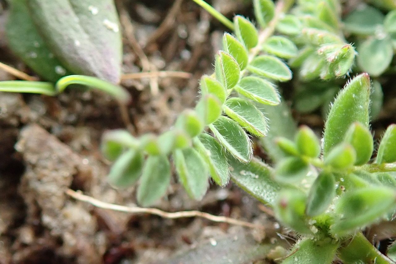 Ornithopus perpusillus — related species from the same genus