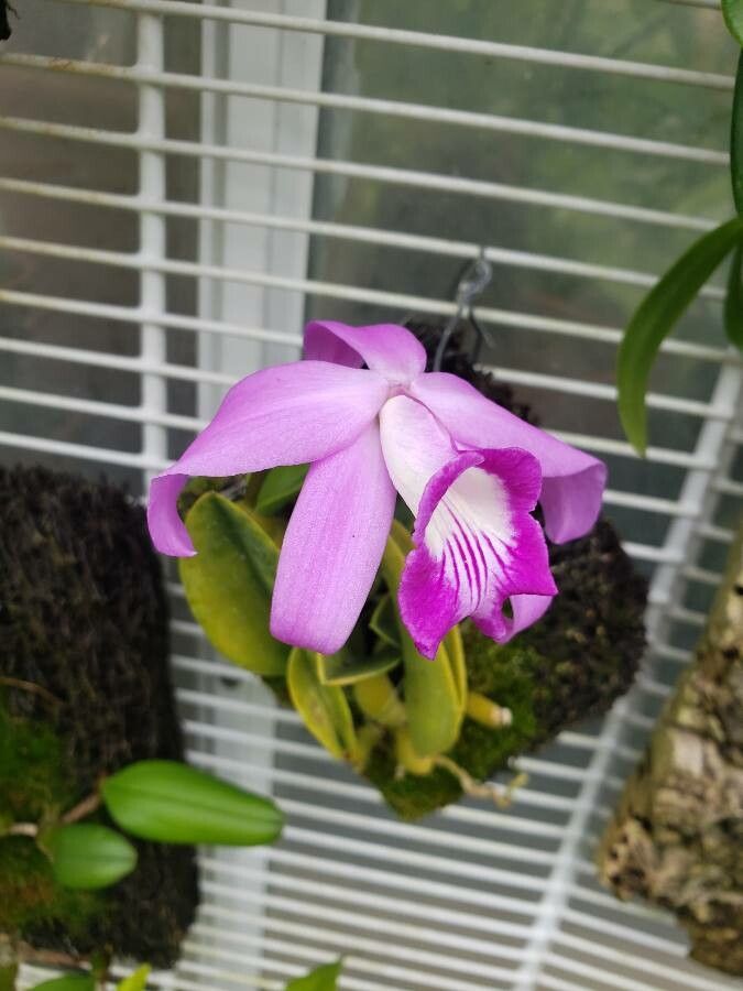 Cattleya sincorana habit