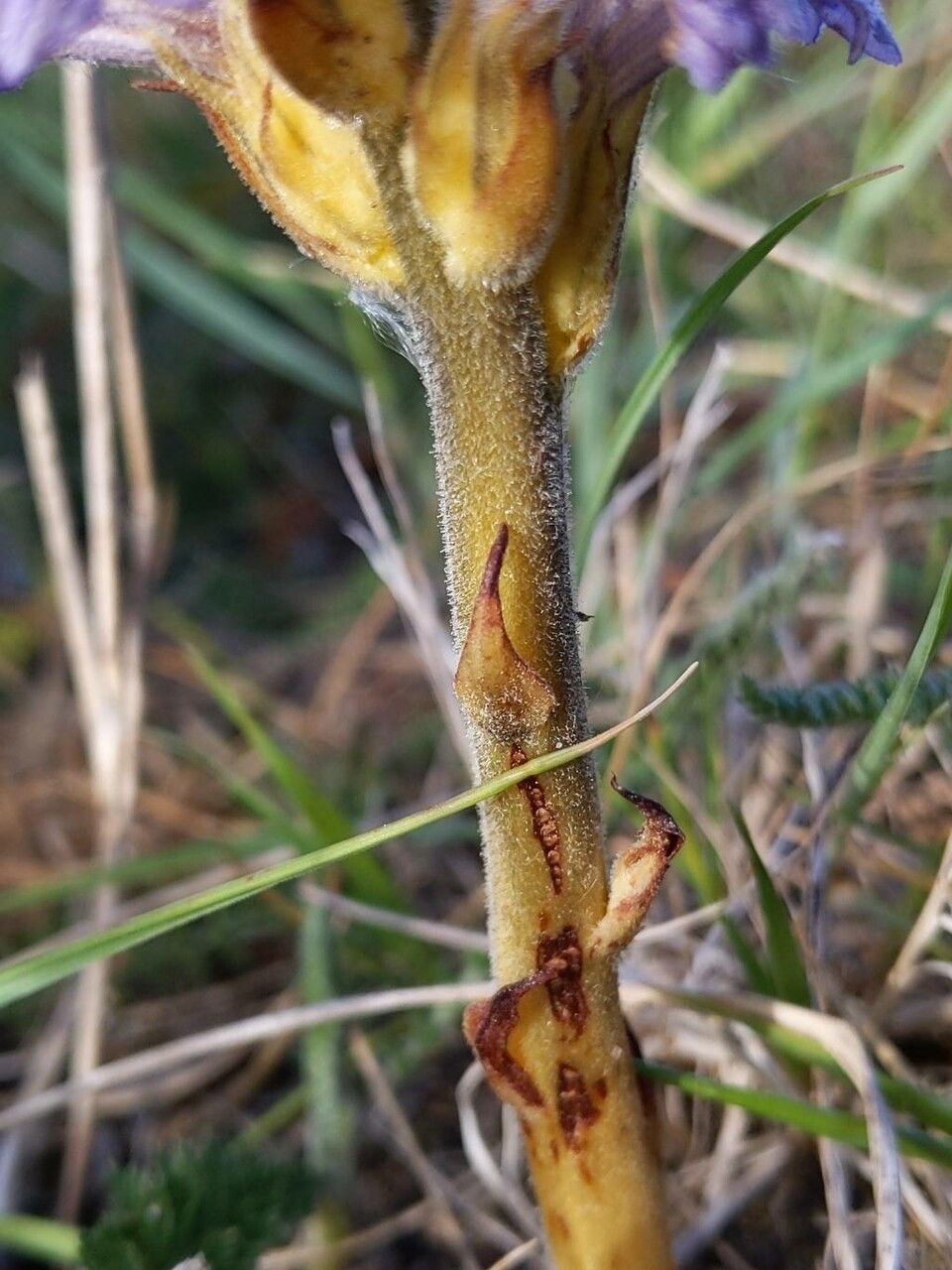 Phelipanche purpurea bark
