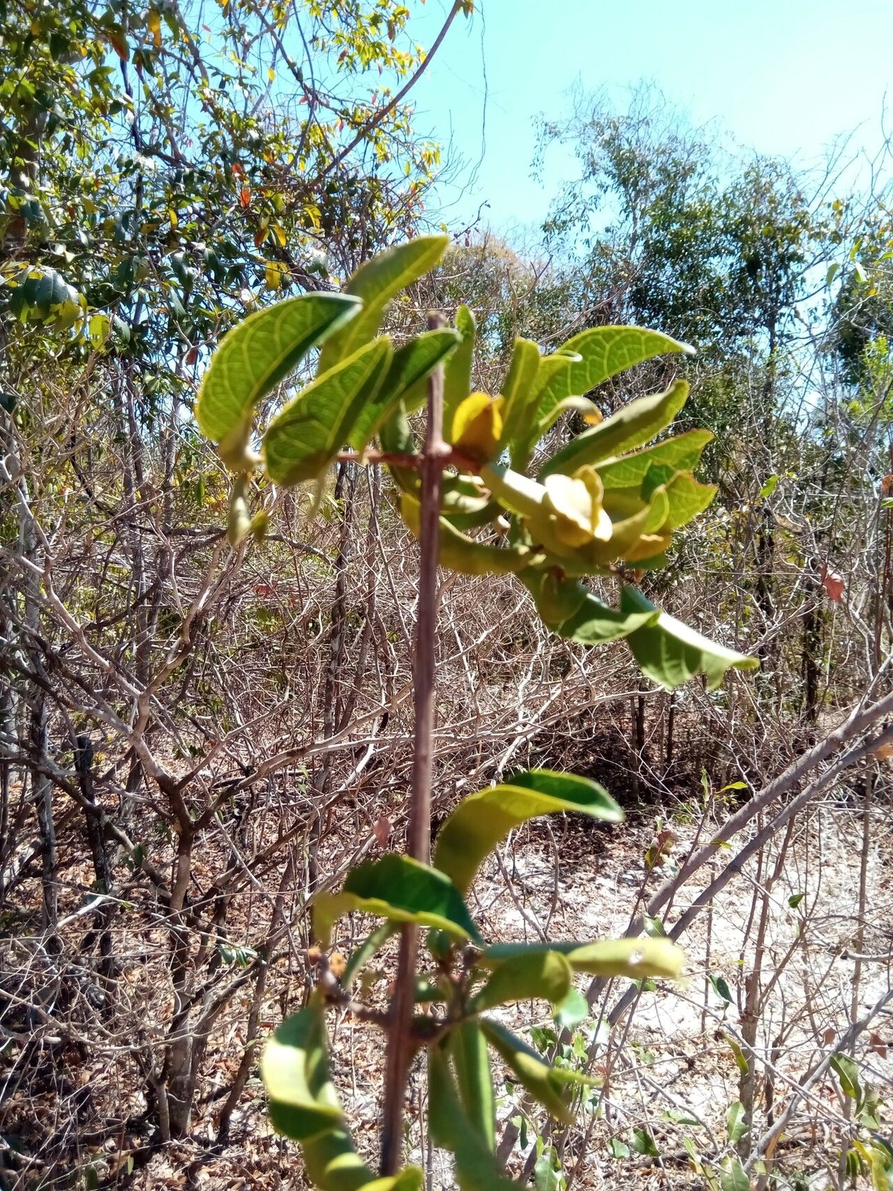 Combretum meridionalis habit