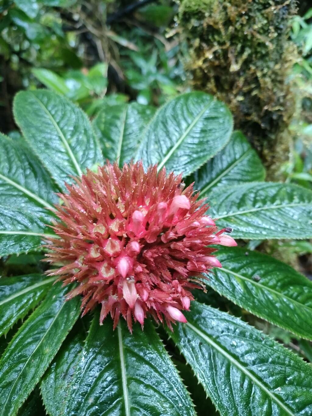 Lobelia conglobata — houseplant care guide