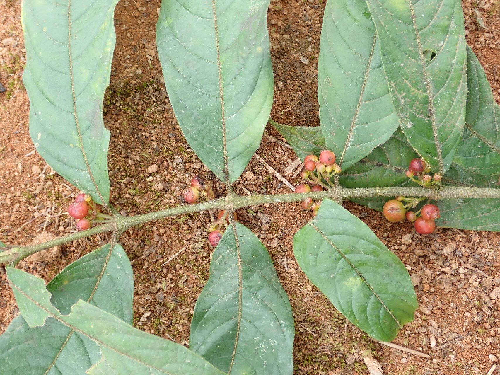 Pauridiantha multiflora leaf