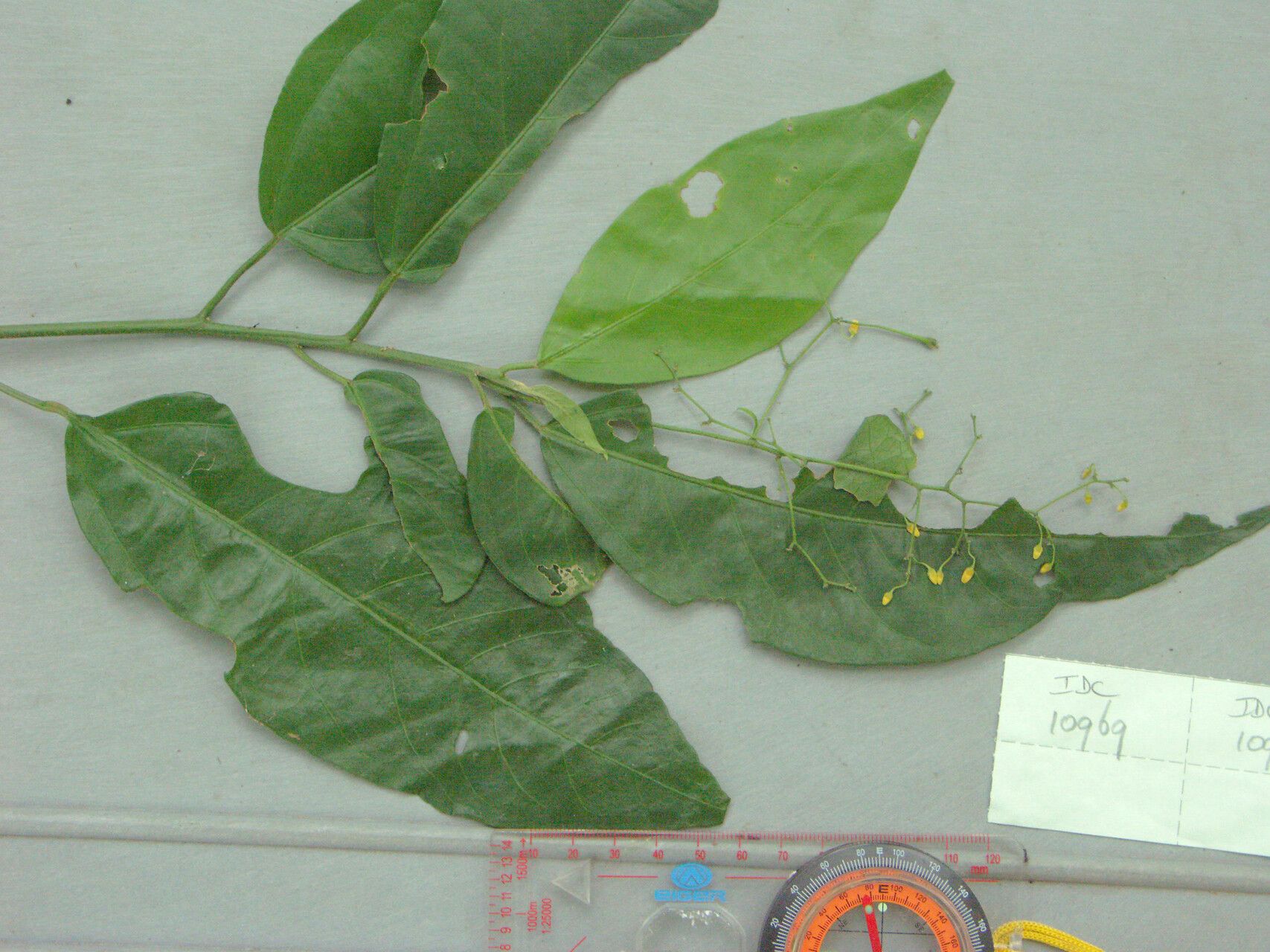 Trigonostemon viridissimus — related species from the same genus