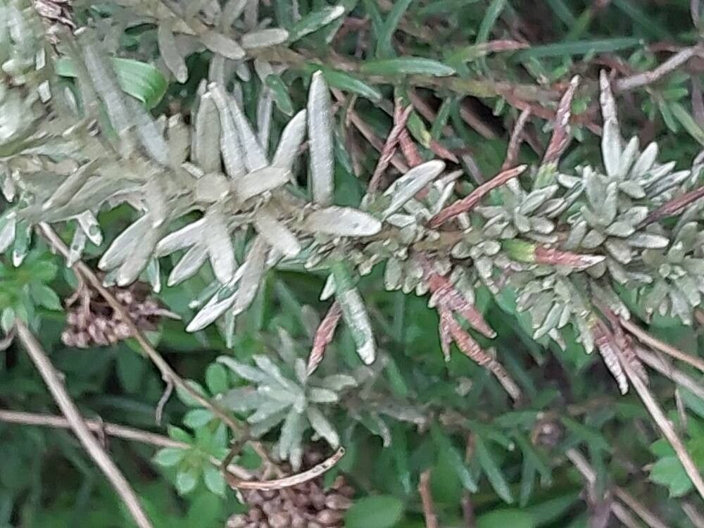 Helichrysum litoreum — search result for 'Helichrysum'