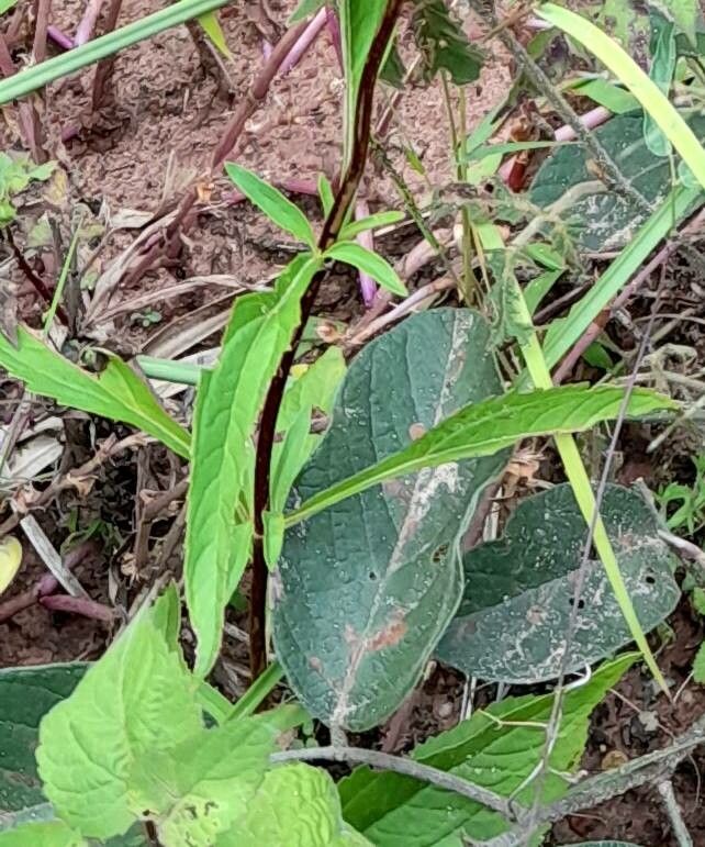 Stevia achalensis — related species from the same genus