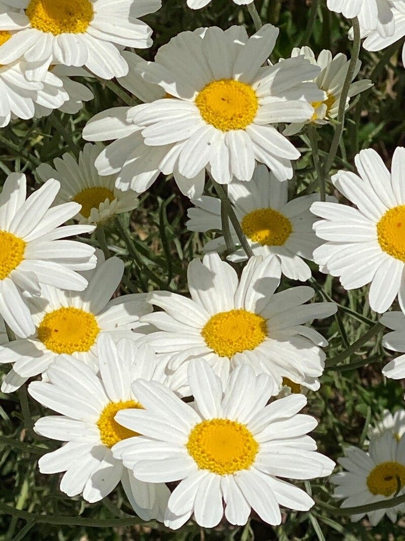 Tanacetum cinerariifolium flower