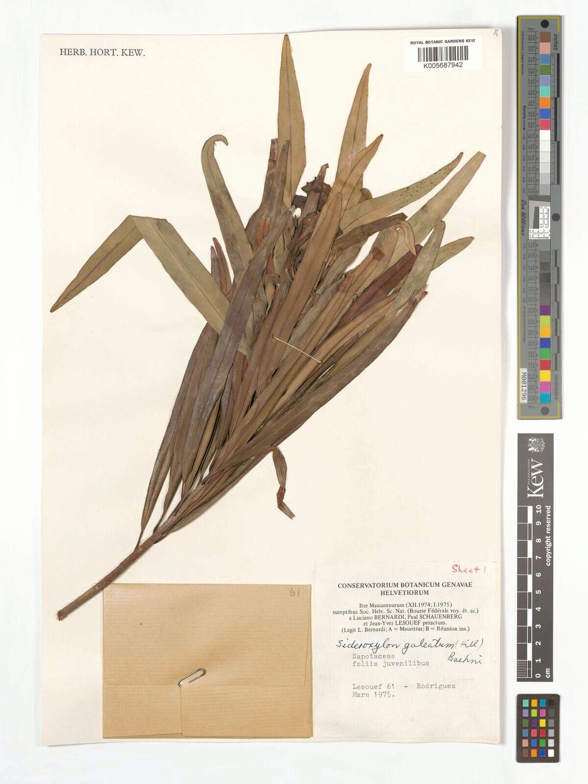 Sideroxylon galeatum — houseplant care guide