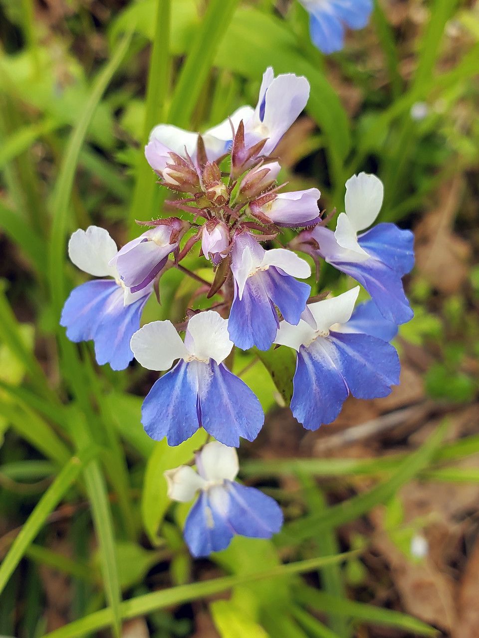 Collinsia verna flower