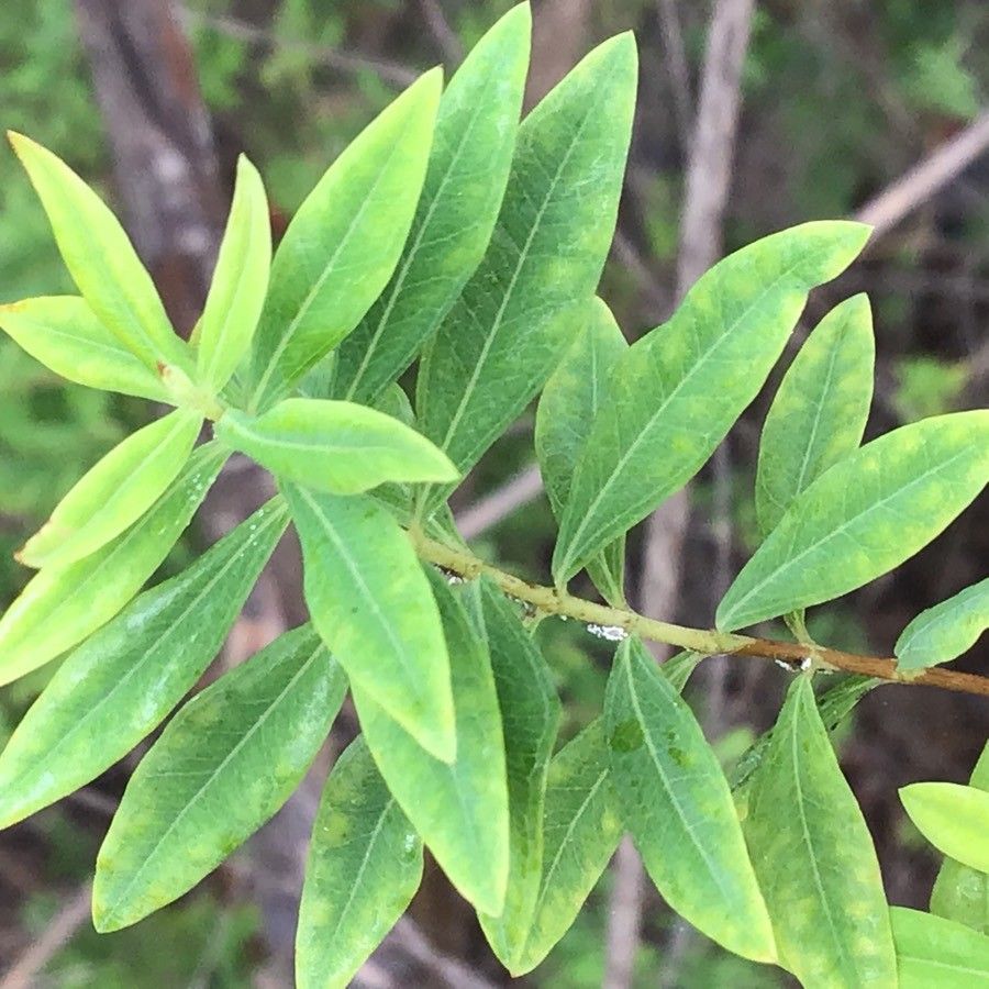 Hypericum canariense — search result for 'Hypericum'
