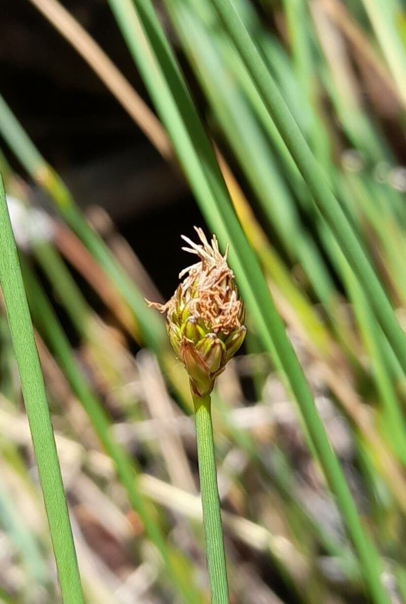 Carex aphylla — houseplant care guide