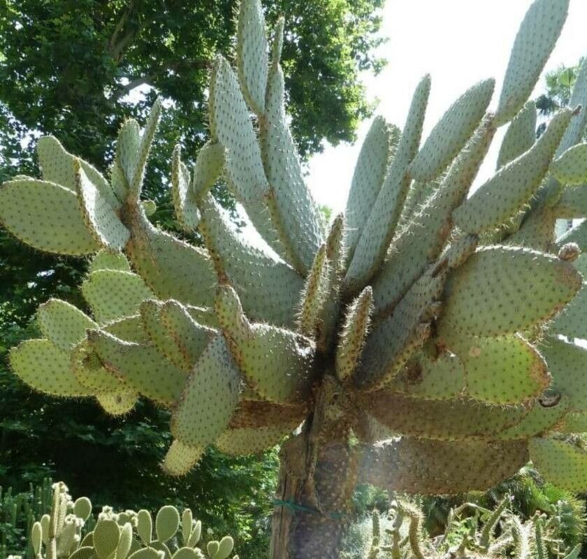Consolea moniliformis leaf