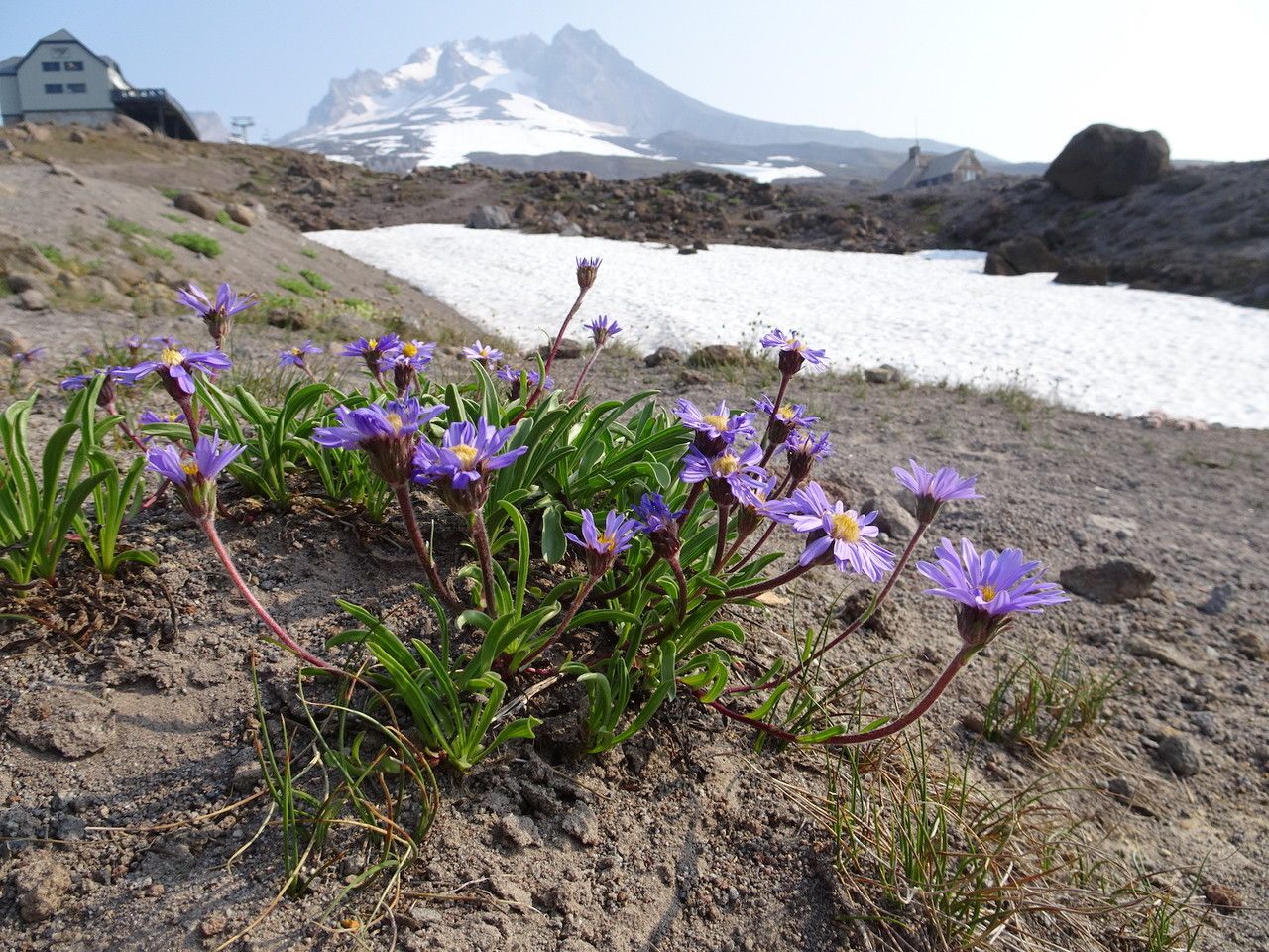 Oreostemma alpigenum habit