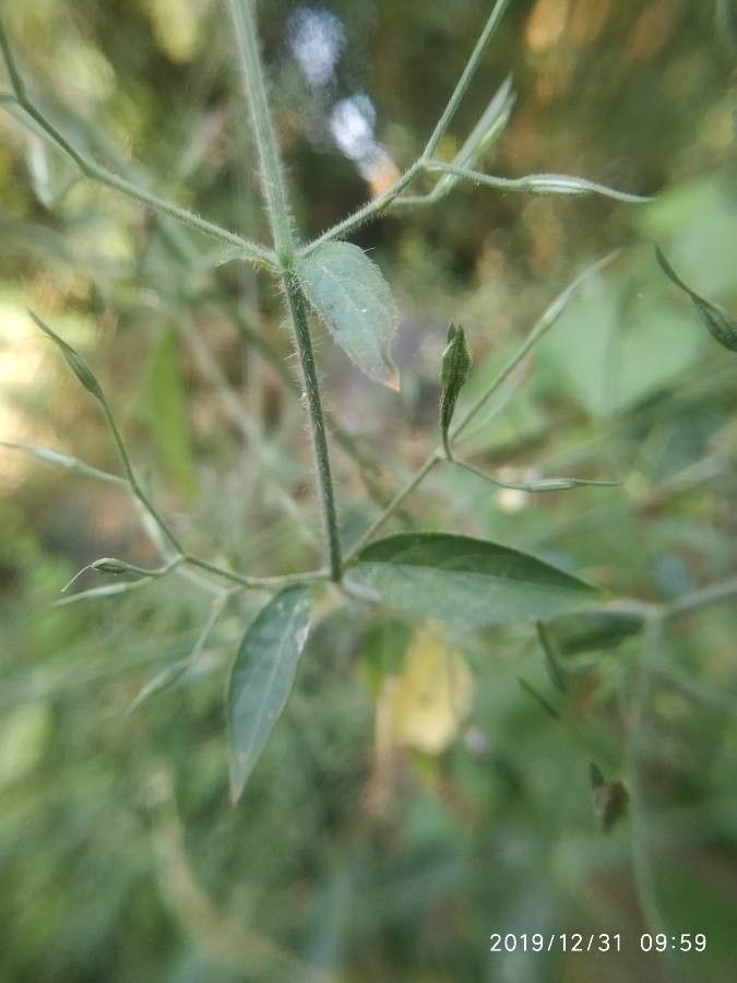 Dicliptera resupinata leaf