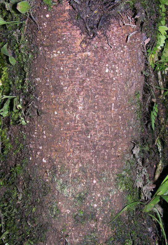 Licania belloi bark