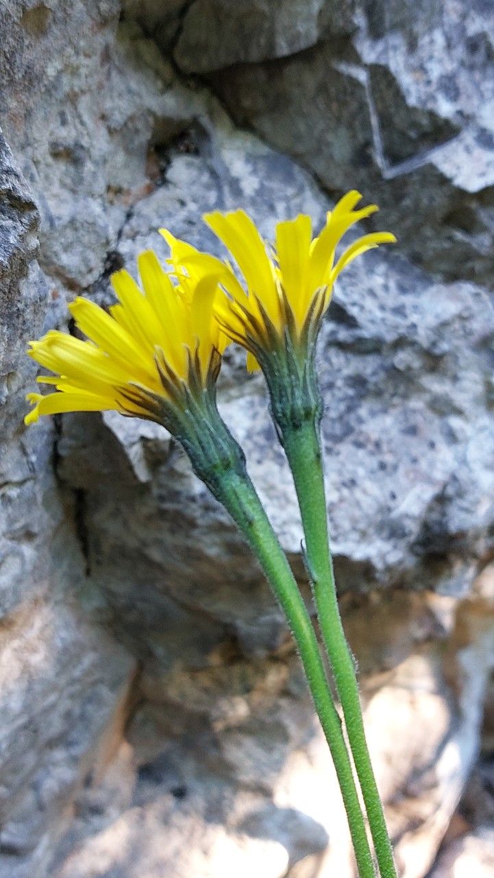 Leontodon incanus flower