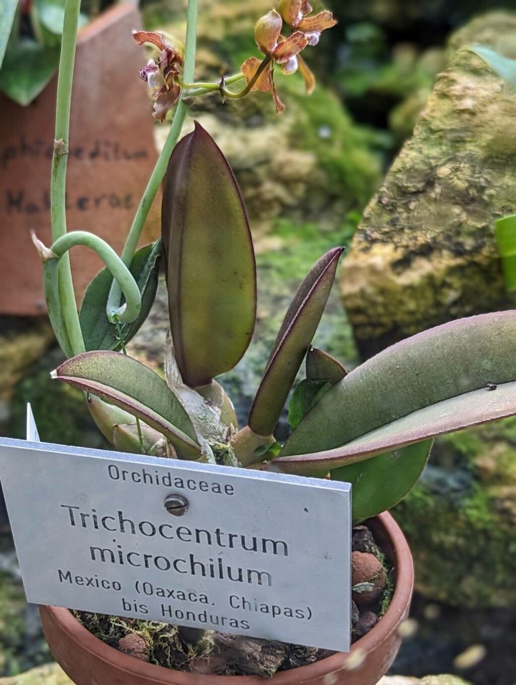 Trichocentrum microchilum other