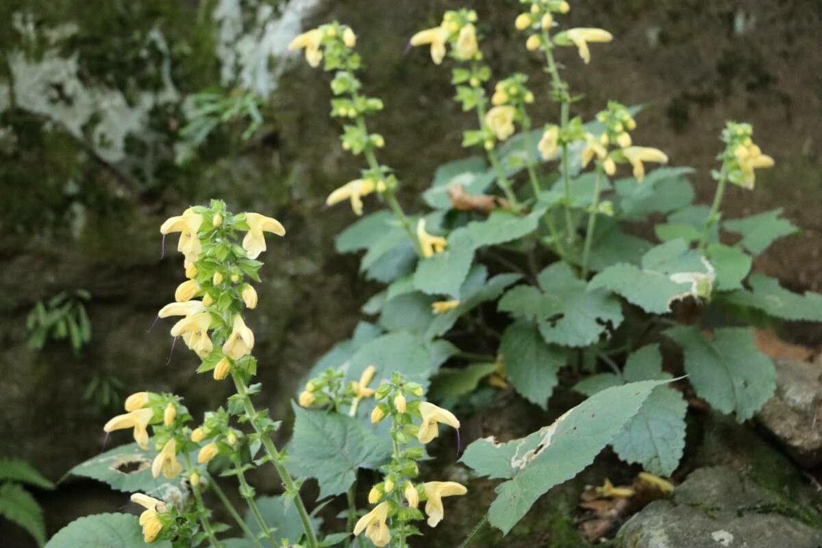 Salvia nipponica — houseplant care guide