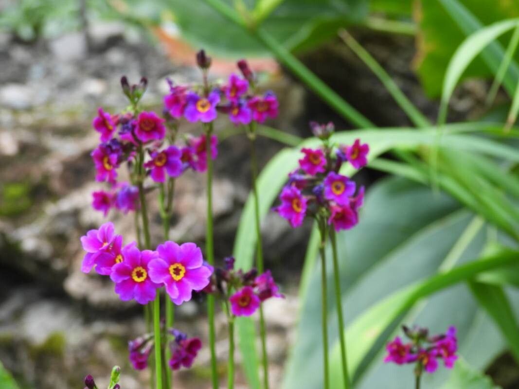 Primula poissonii — search result for 'Primula'