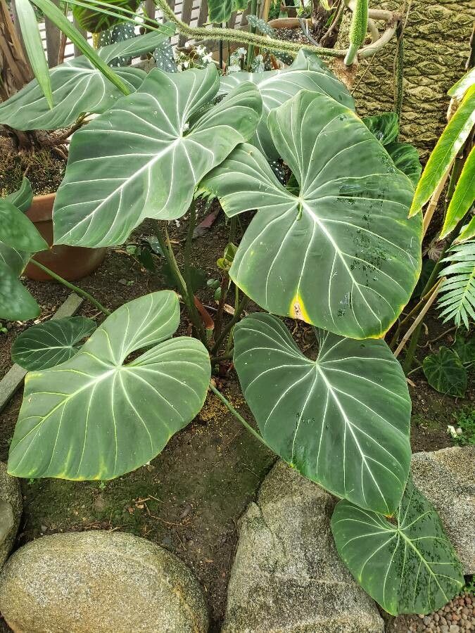 Philodendron gloriosum habit