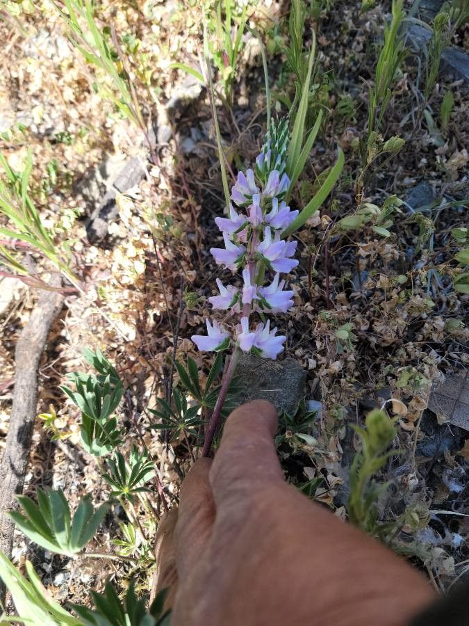 Lupinus densiflorus — search result for 'Lupinus'