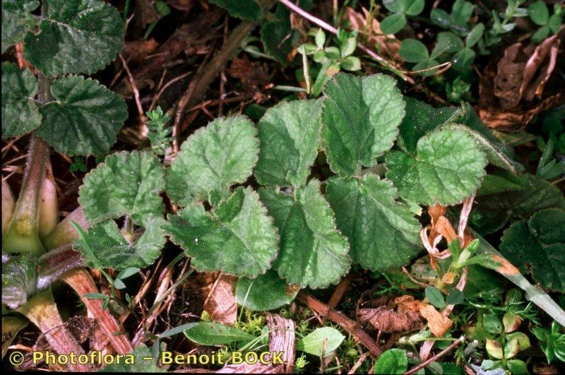 Pimpinella lutea other