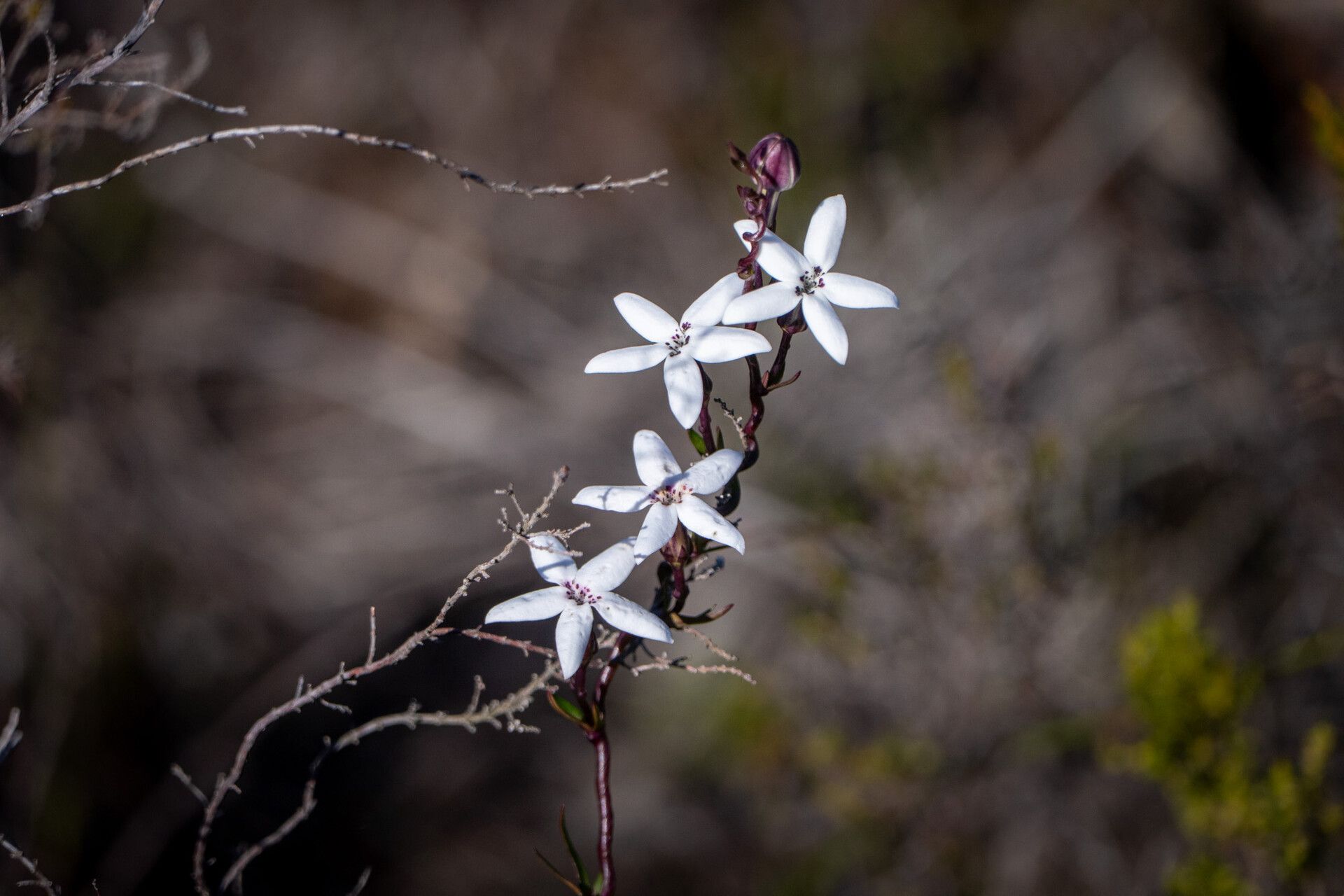 Cyphia volubilis — houseplant care guide