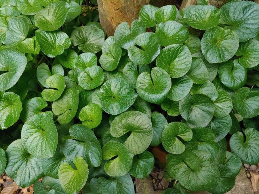 Viola guatemalensis — search result for 'Viola'