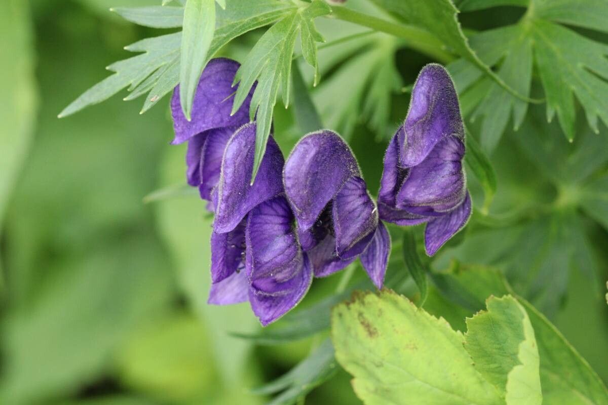 Aconitum yamazakii — search result for 'Aconitum'