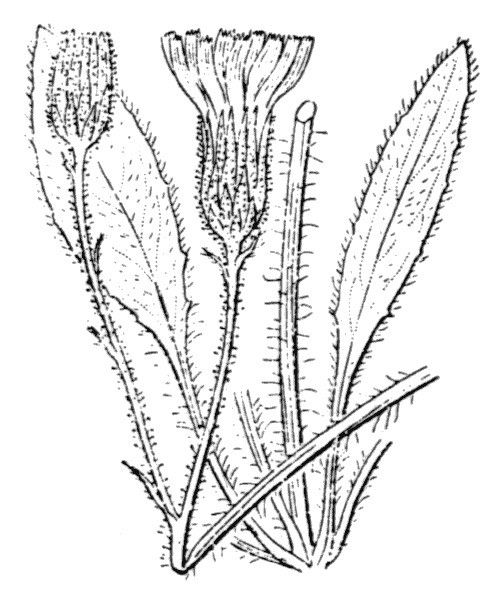 Hieracium juranum — houseplant care guide