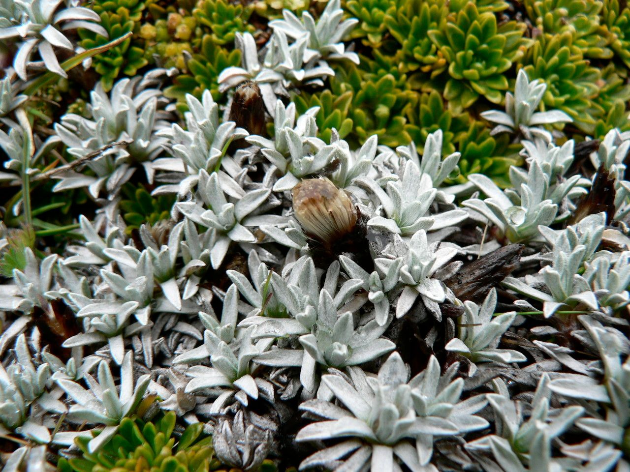 Belloa kunthiana leaf