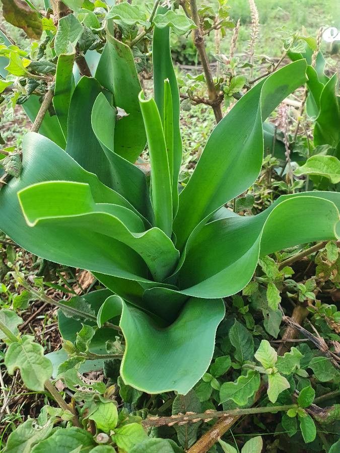 Crinum macowanii — search result for 'Crinum'