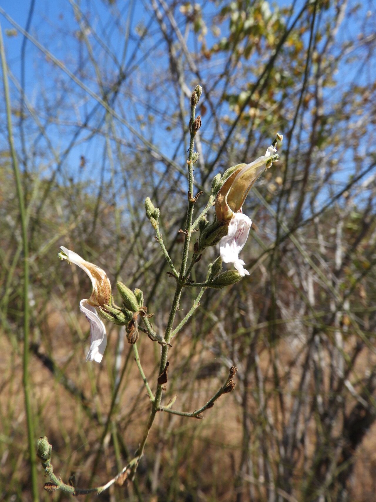 Justicia salvioides flower