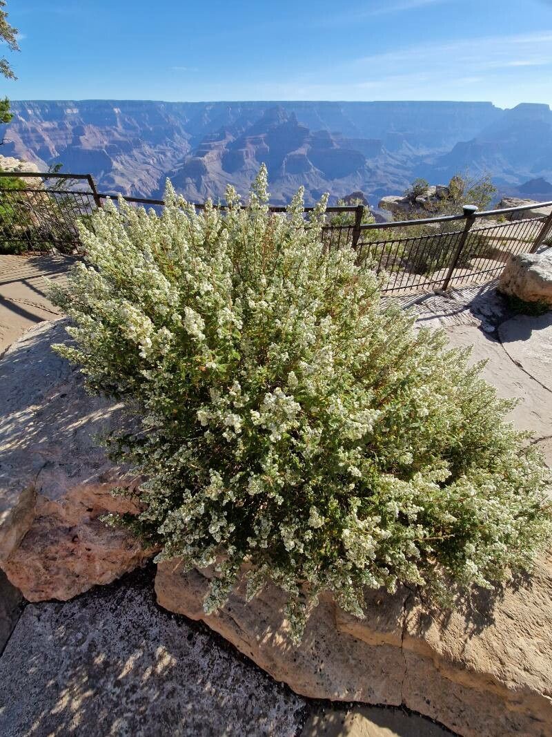 Chamaebatiaria millefolium habit