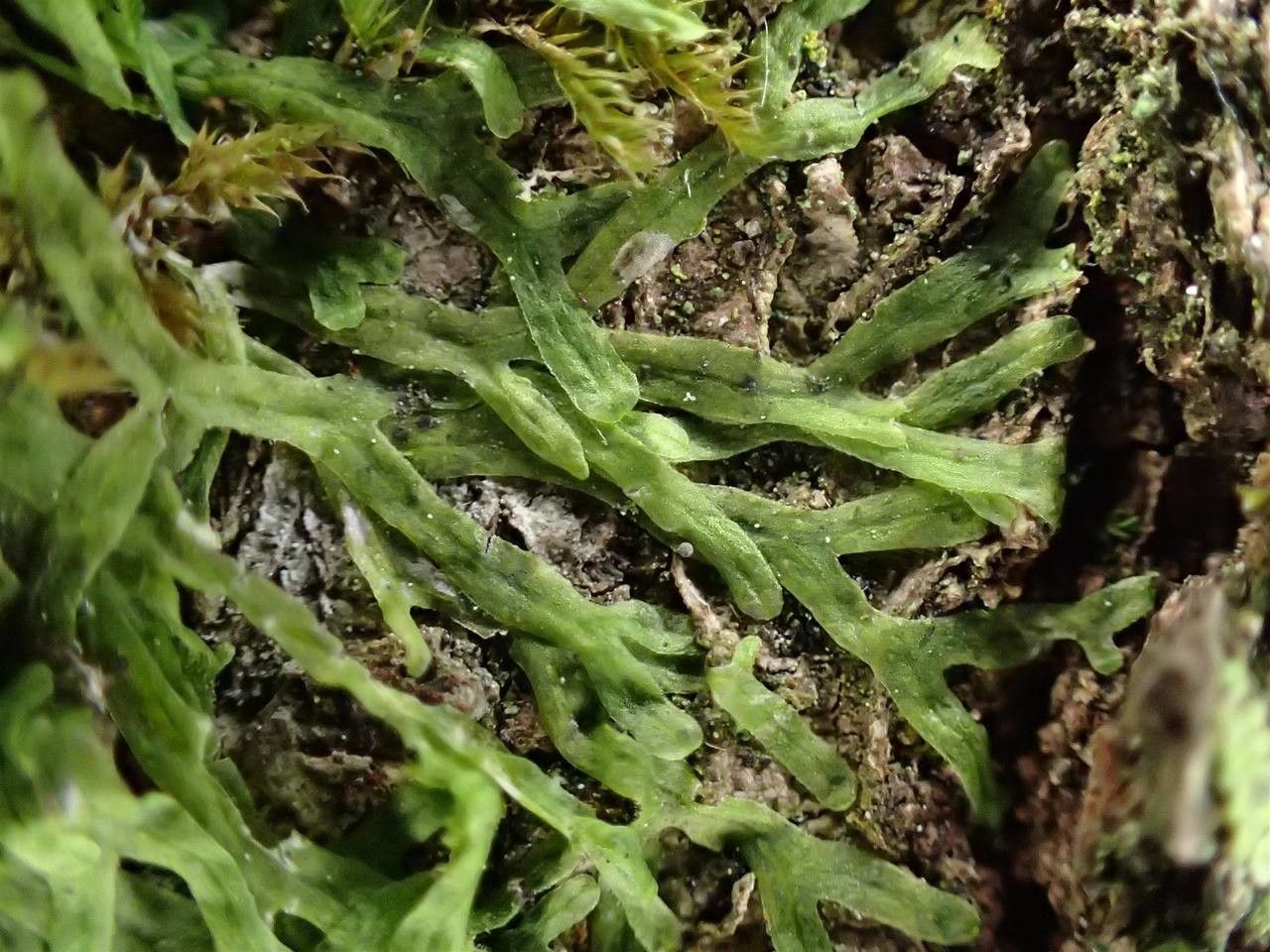 Metzgeria furcata bark