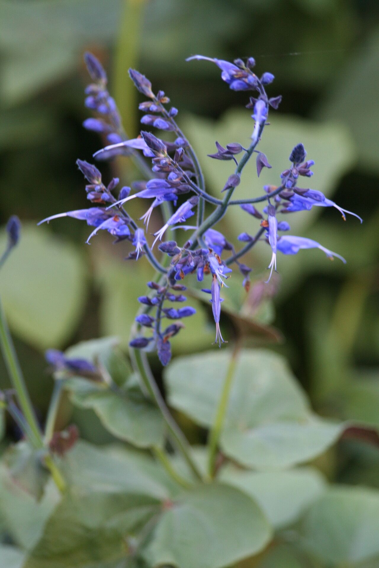 Salvia macrophylla — search result for 'Peru to Bolivia'