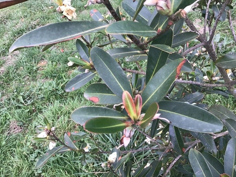 Gordonia axillaris — search result for 'Theaceae'