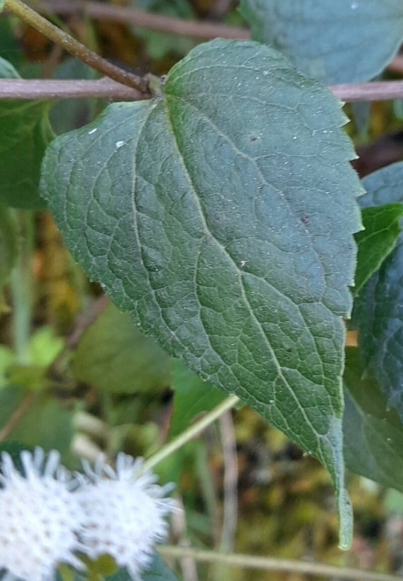 Ageratina lorentzii — search result for 'Ageratina'