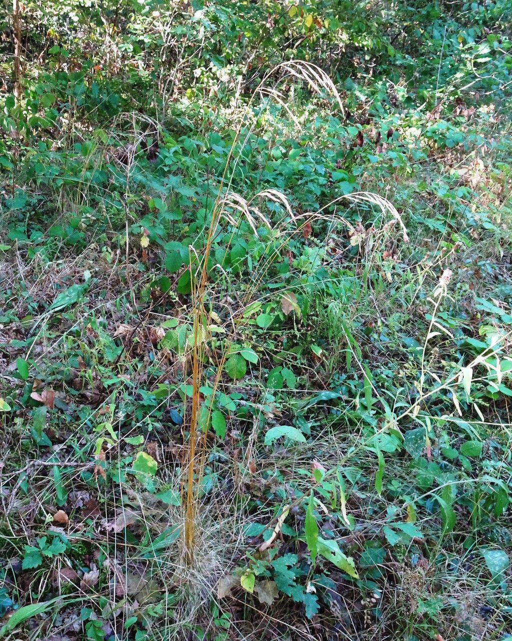 Bromus ramosus habit
