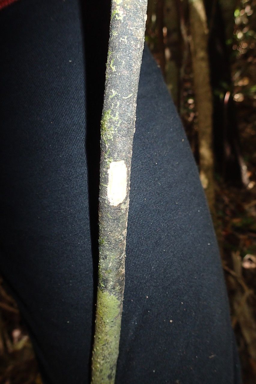 Psychotria hootmawaapensis bark