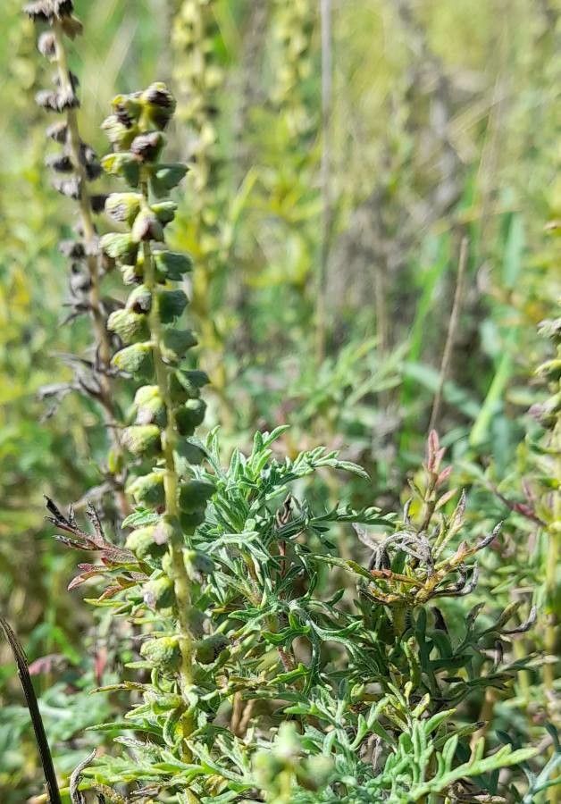 Ambrosia tenuifolia flower