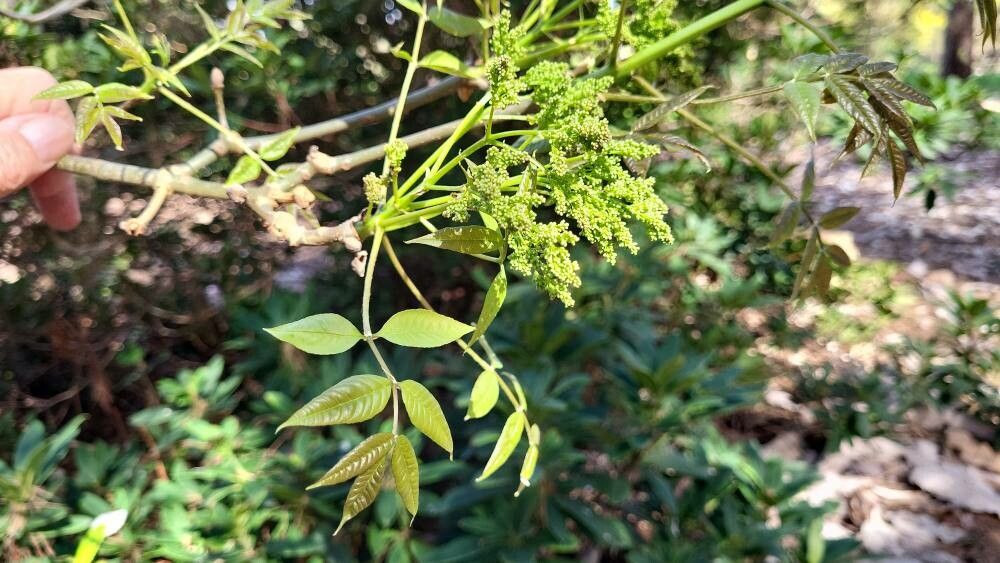 Fraxinus paxiana — search result for 'Fraxinus'