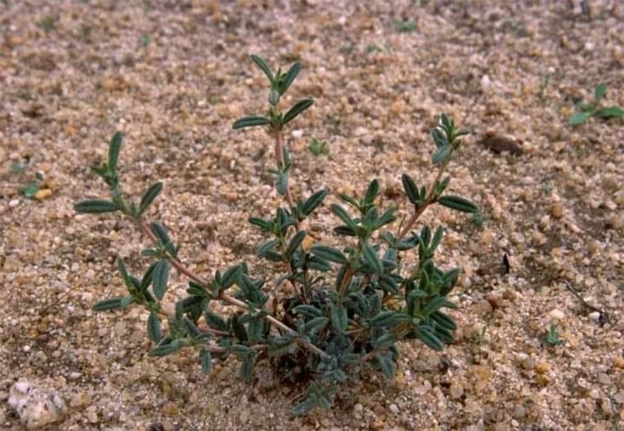 Helianthemum lippii leaf