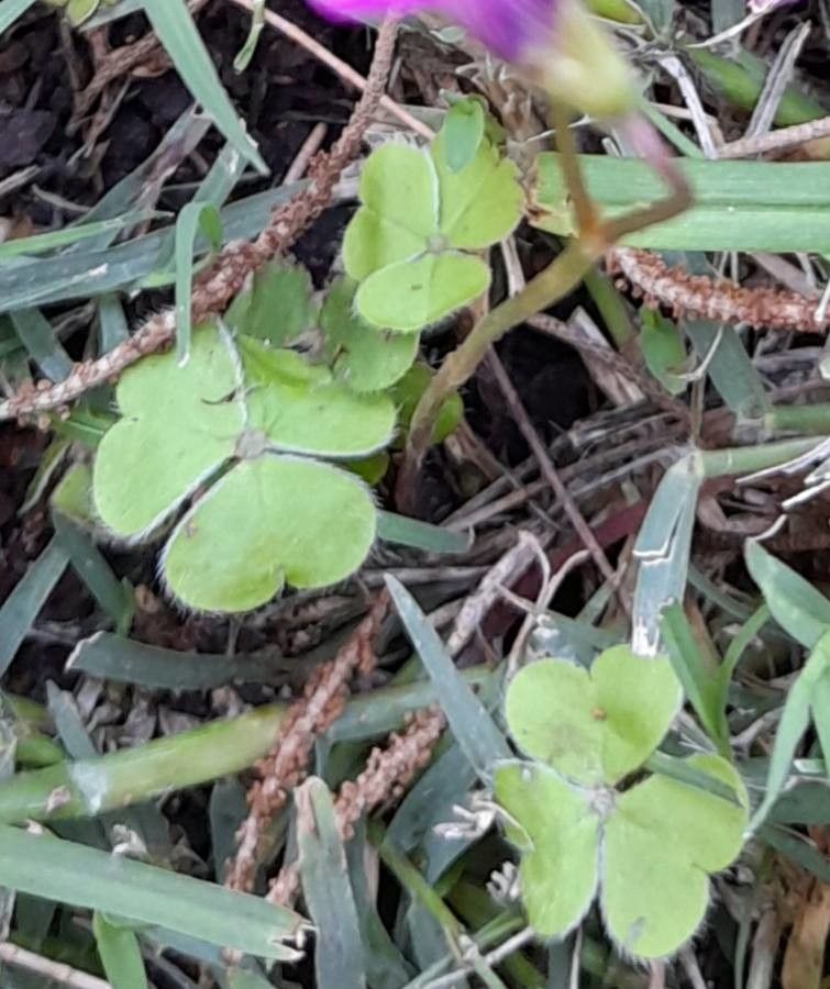 Oxalis hispidula leaf